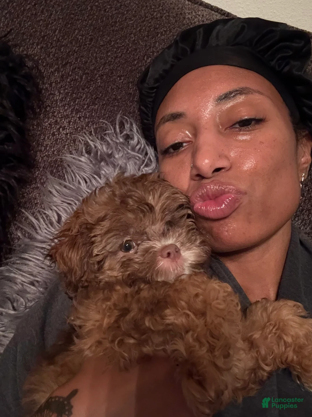 Shihpoo dogs for sale: Shihpoo Puppy 1 - Ad 5