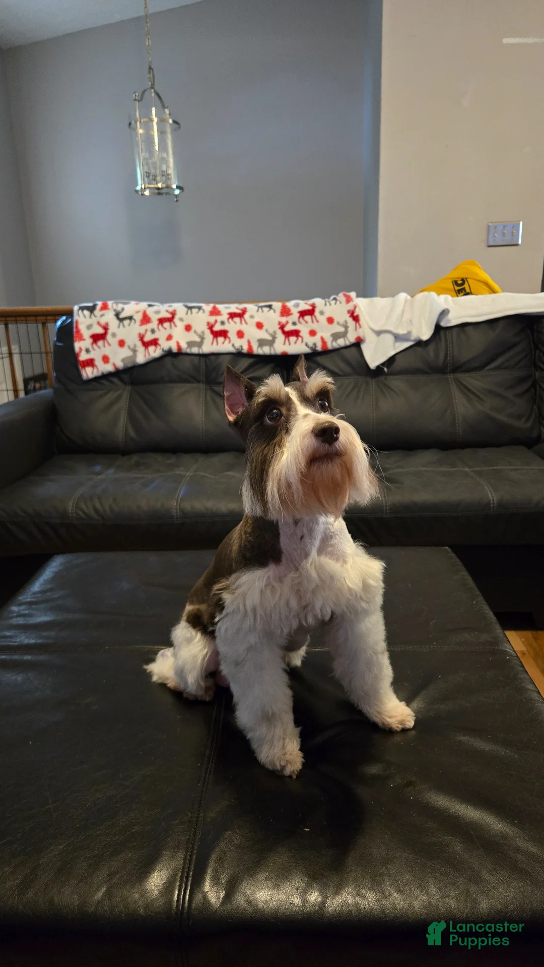Miniature Schnauzer dogs for sale: Snickers - Ad 6