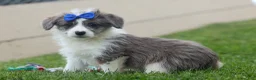 Corgipoo dogs for sale: NOAH - Ad 10