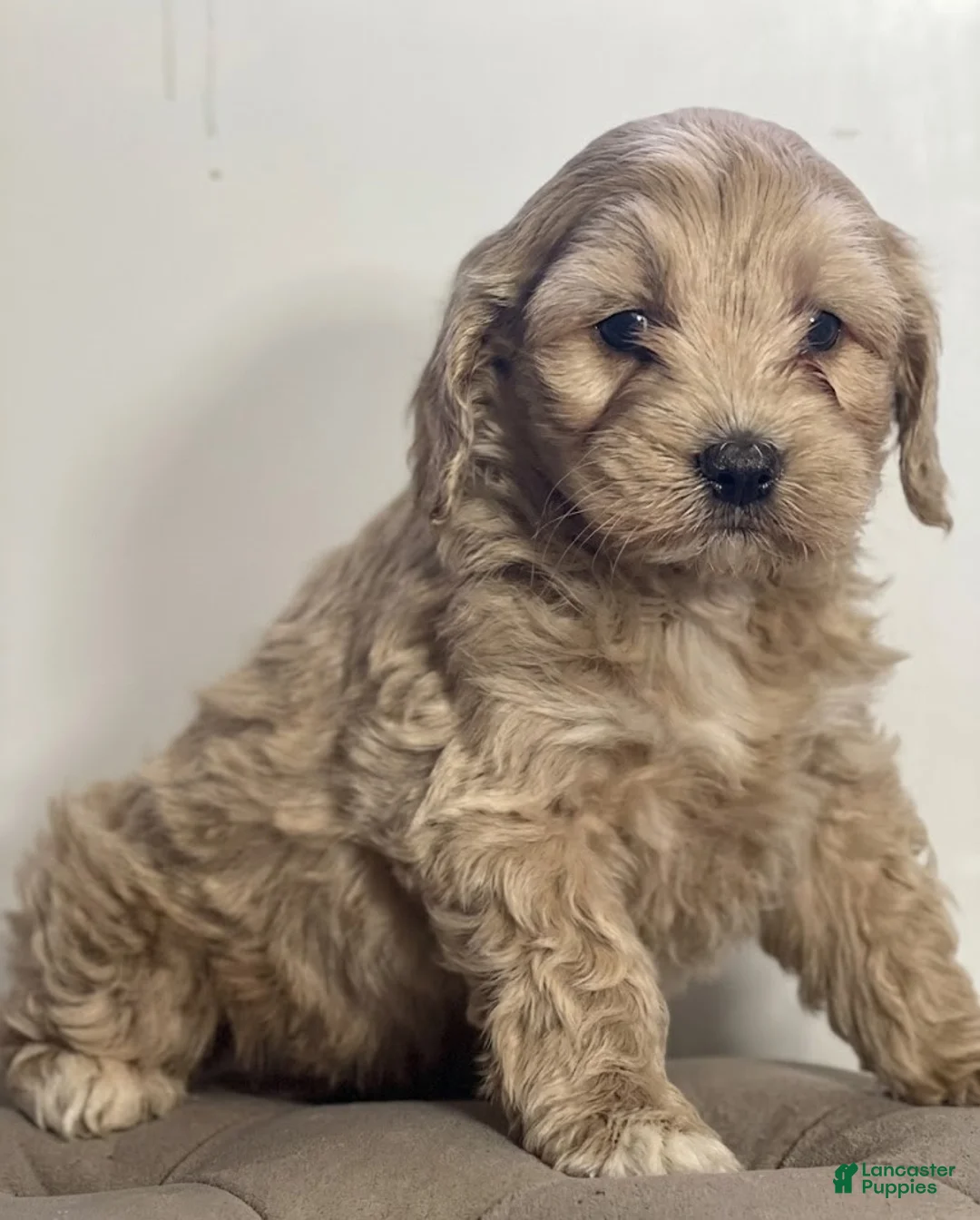 Cockapoo dogs for sale: Trix - Ad 2