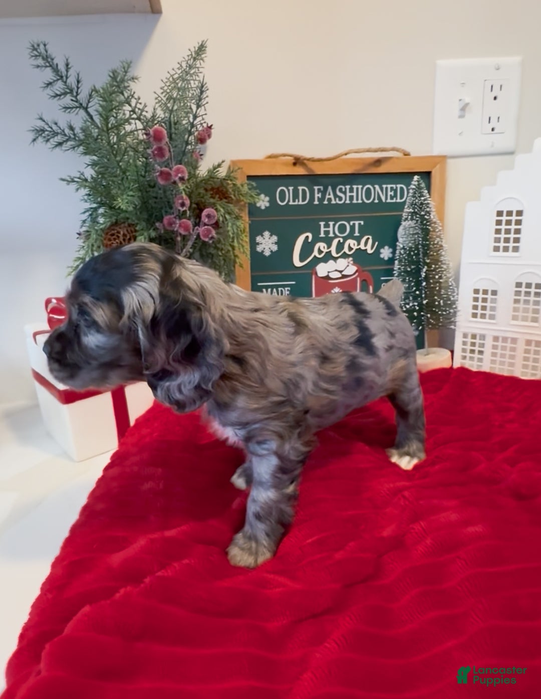 Cocker Spaniel dogs for sale: Maggie - Ad 4