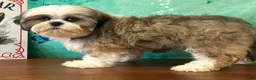 Teddy Bear dogs for sale: Cash  - Ad 5