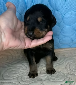 Mixed Breed dogs Marilyn - Ad 2