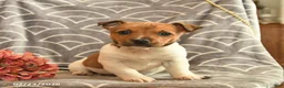 Jack Russell Terrier dogs for sale: Kelsey  - Ad 1
