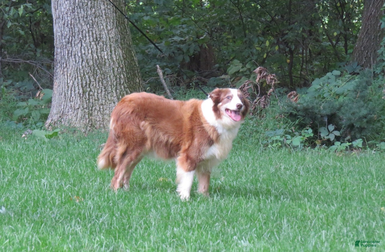 Border Collie