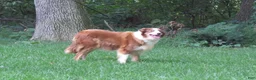 Border Collie dogs for sale: Border Collie 1 - Ad 1