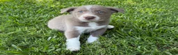 Border Collie dogs for sale: Lilac- short hair - Ad 4