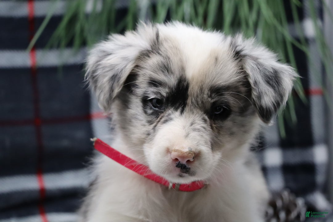 Border Collie dogs for sale: ellie - Ad 3