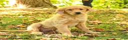 Golden Retriever dogs for sale: Dulcia - Ad 4