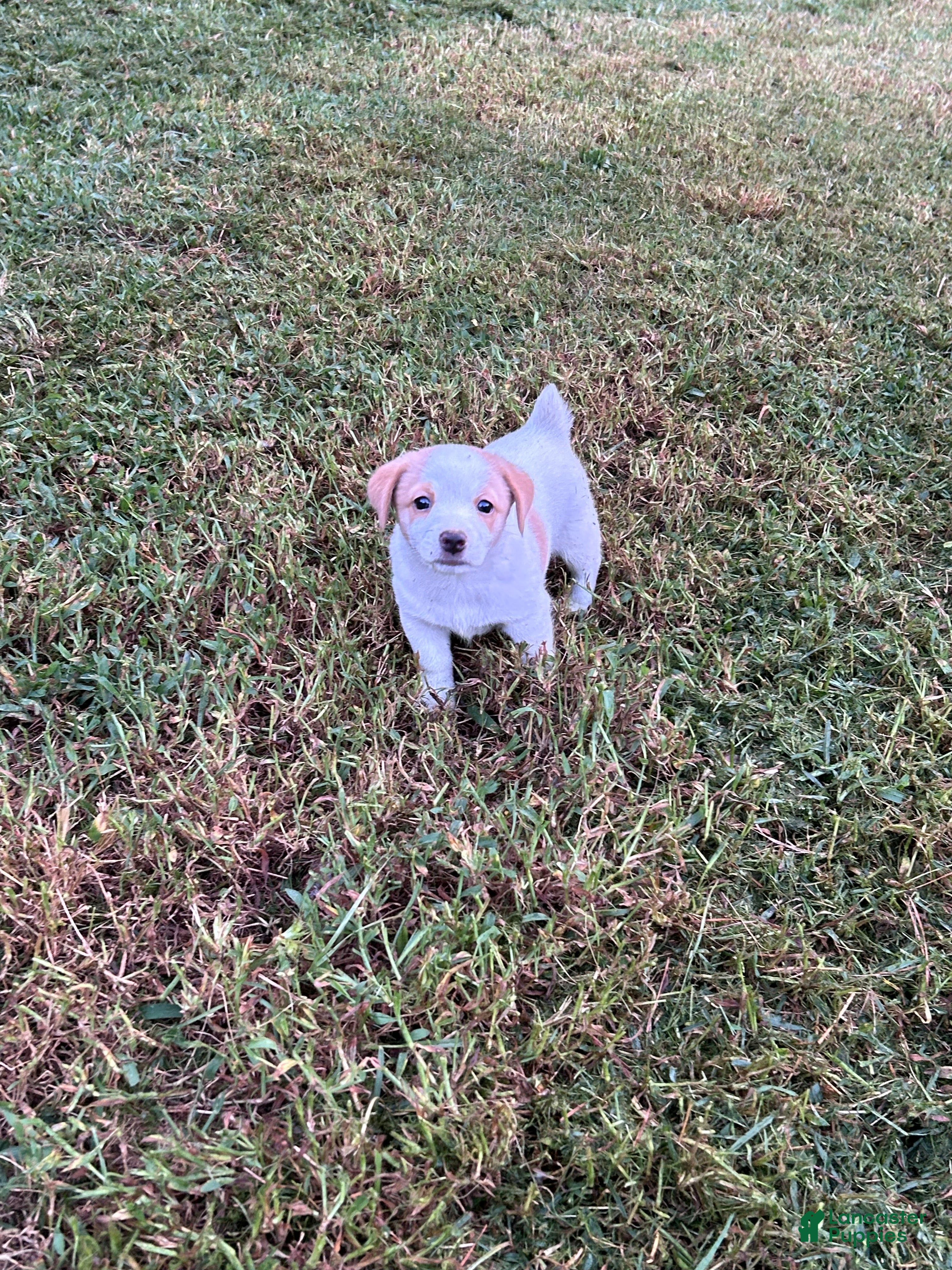 Jack Russell Terrier dogs Boy 1  - Ad 1