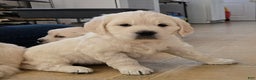 Golden Retriever dogs for sale: Golden Retriever Puppy 1 - Ad 2