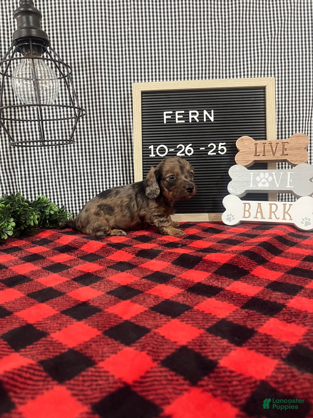 Dachshund dogs for sale: Fern - Ad 3