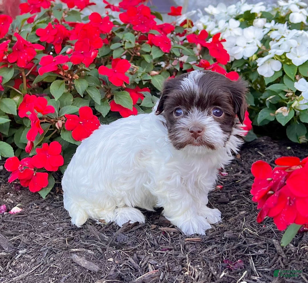 Havanese dogs for sale: Annie - Ad 3
