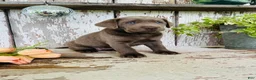 Labrador Retriever dogs for sale: Macy - Ad 5