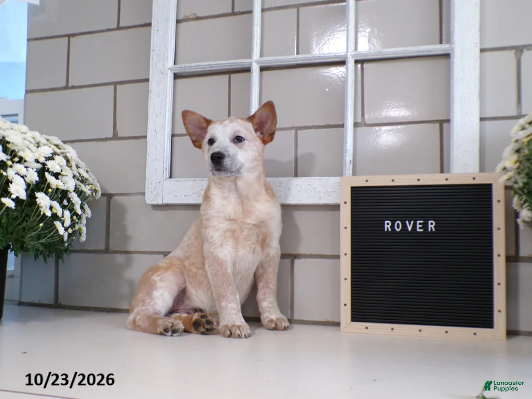 Australian Cattle Dog dogs for sale: Rover - Ad 1