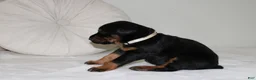 Doberman Pinscher dogs for sale: Cali - Ad 3
