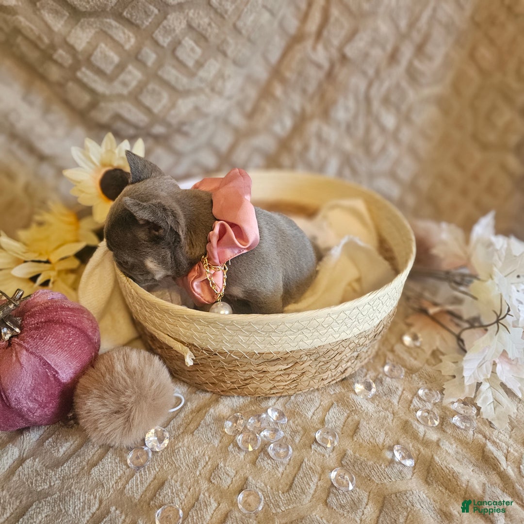 French Bulldog dogs for sale: Velour AKC Fluffy Carrier  - Ad 32