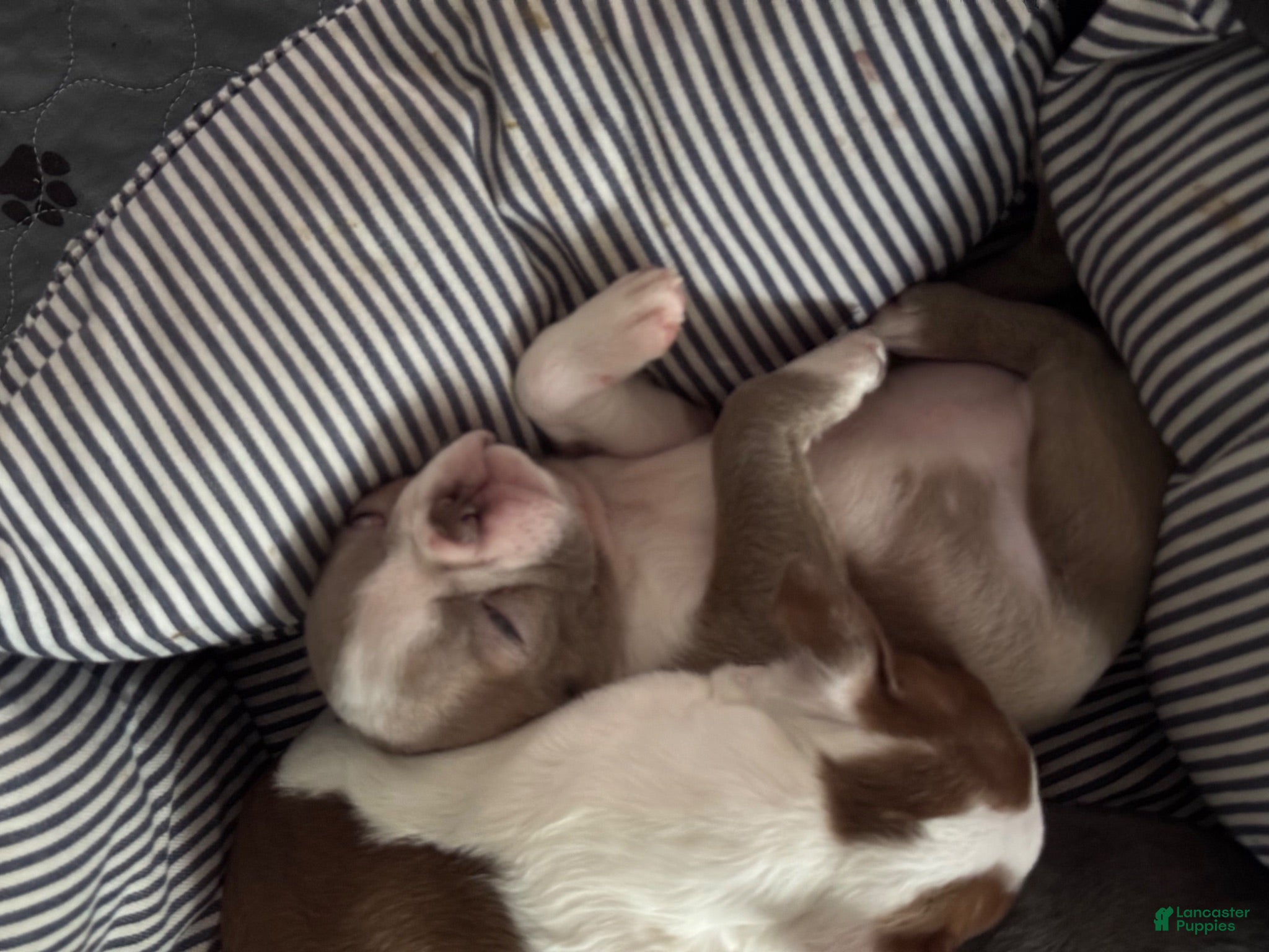 Boston Terrier dogs Mini - Ad 2
