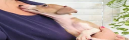 Italian Greyhound dogs for sale: Shiloh - Ad 9