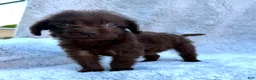 Labradoodle dogs for sale: Rambo - Ad 4