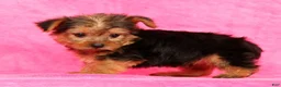Yorkshire Terrier dogs for sale: Teddy - Ad 8