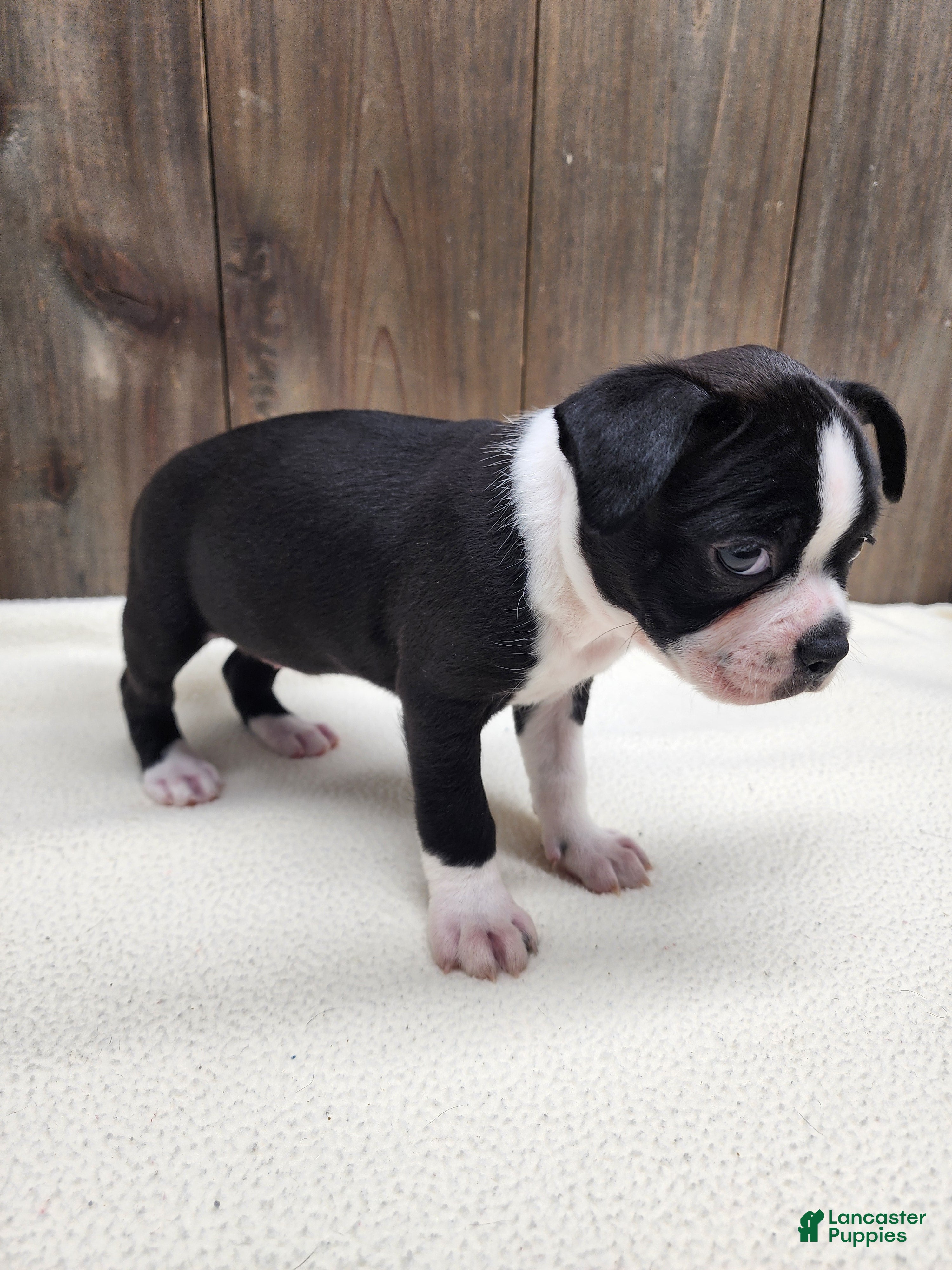 Boston Terrier dogs Boston Terrier Puppy 6 - Ad 41