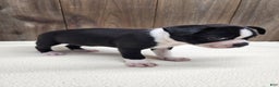 Boston Terrier dogs for sale: Boston Terrier Puppy 6 - Ad 1