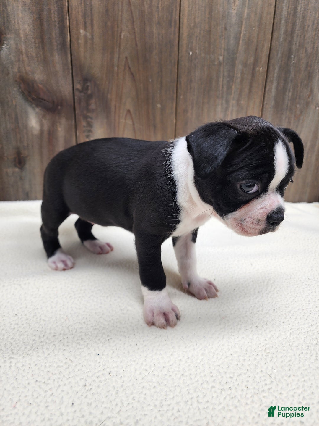 Boston Terrier dogs for sale: Boston Terrier Puppy 6 - Ad 1