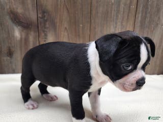 Boston Terrier dogs Boston Terrier Puppy 6 - Ad 41