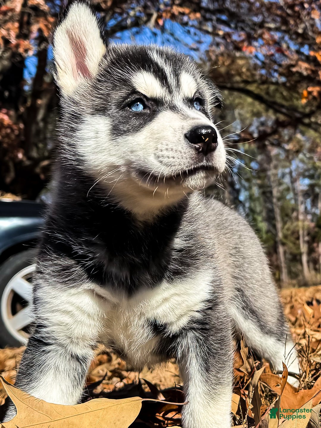 Siberian Husky dogs for sale: Siberian Husky puppy Jack Frost - Ad 3