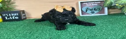 Shihpoo dogs for sale: Shihpoo 2 - Ad 6