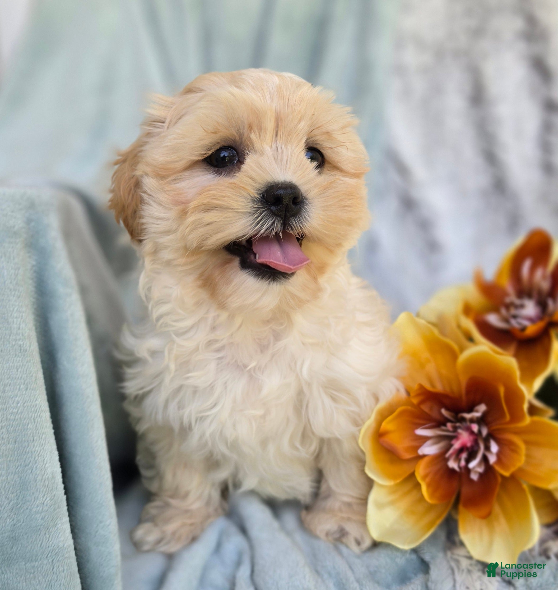 Shihpoo dogs Marshmallow - Ad 2
