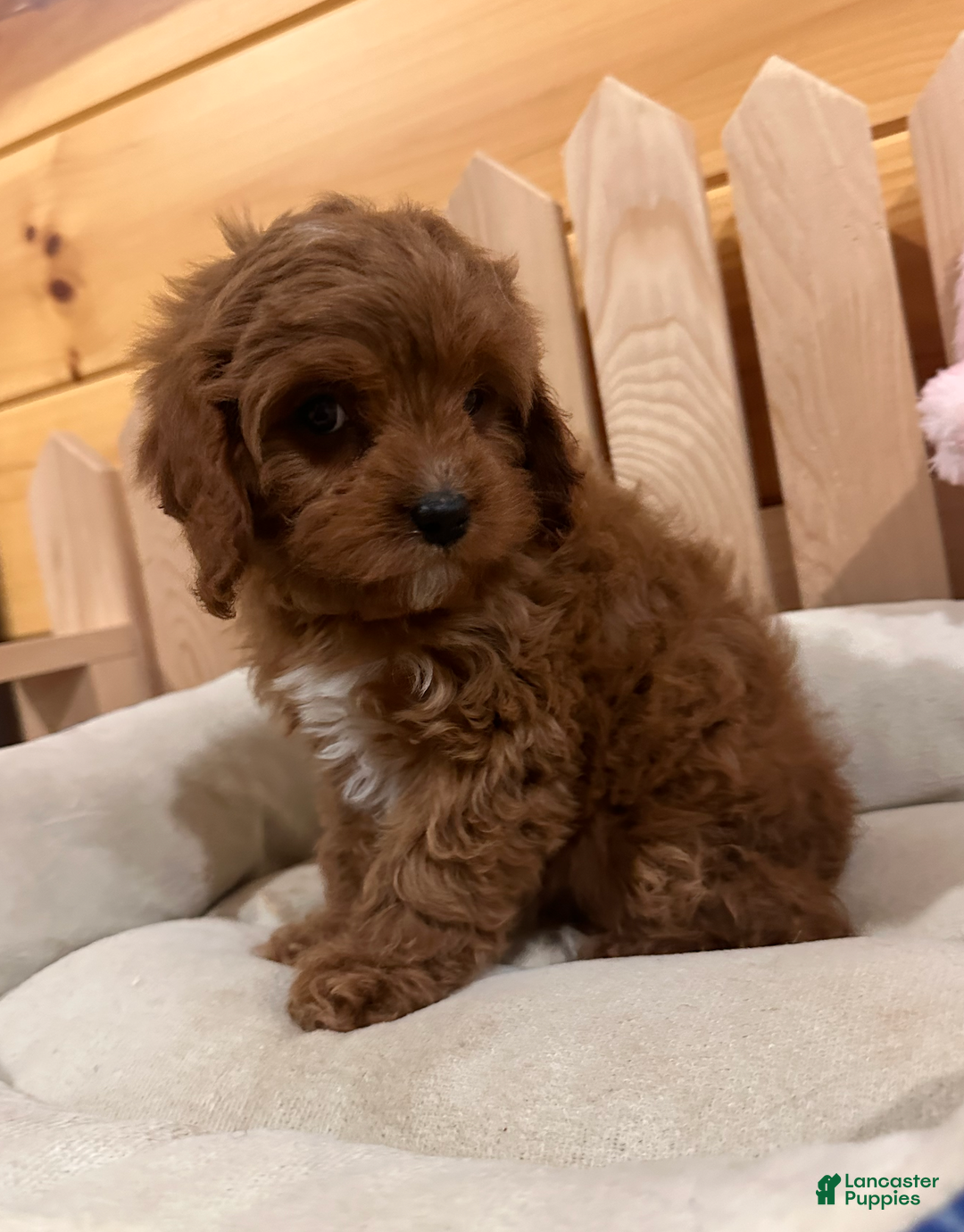 Cavapoo dogs for sale: Hazel- POTTY TRAINING NOW - Ad 4