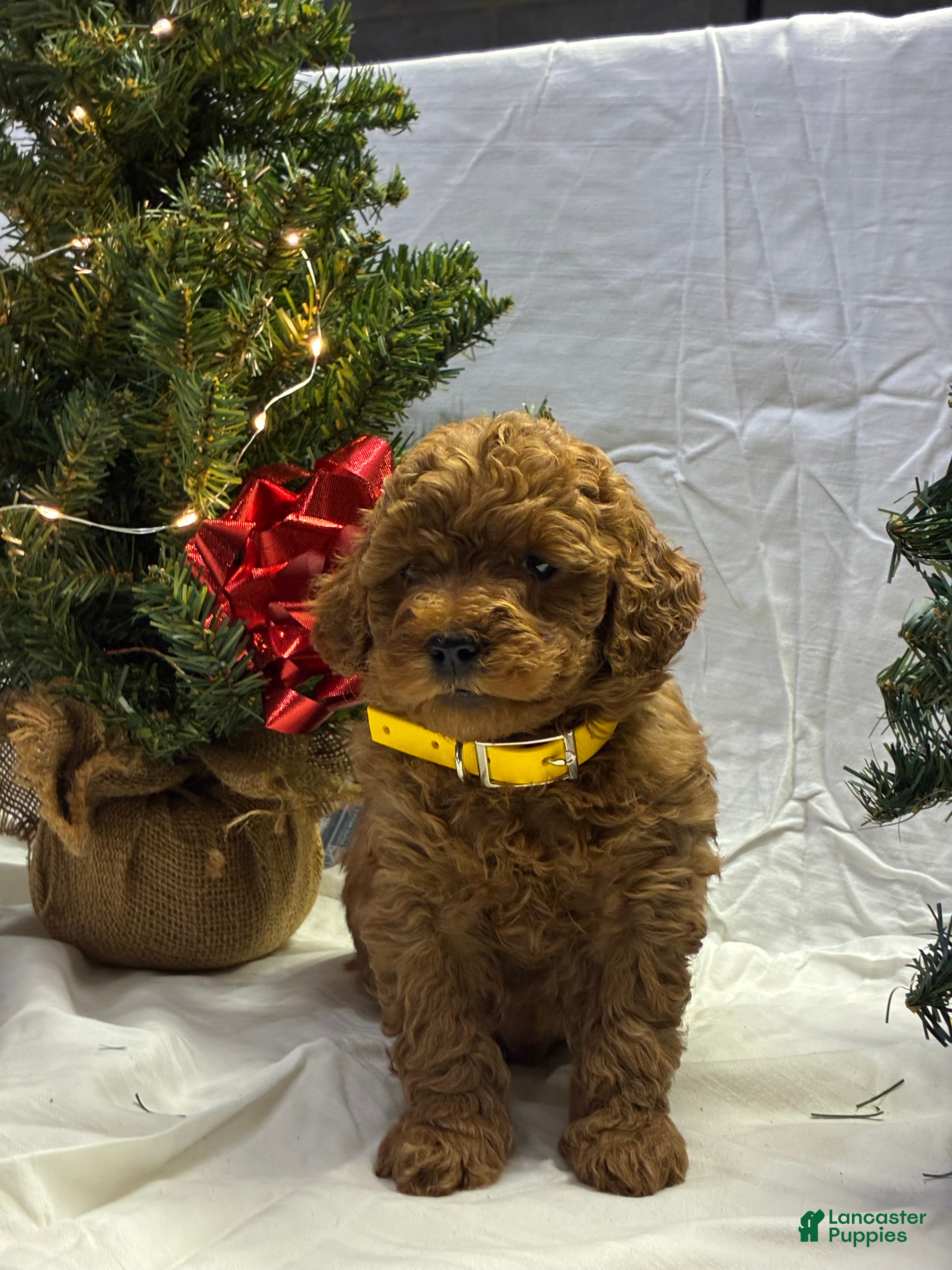 Mini Goldendoodle dogs Cinnamon - Ad 8