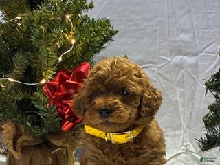 Mini Goldendoodle dogs Cinnamon - Ad 33