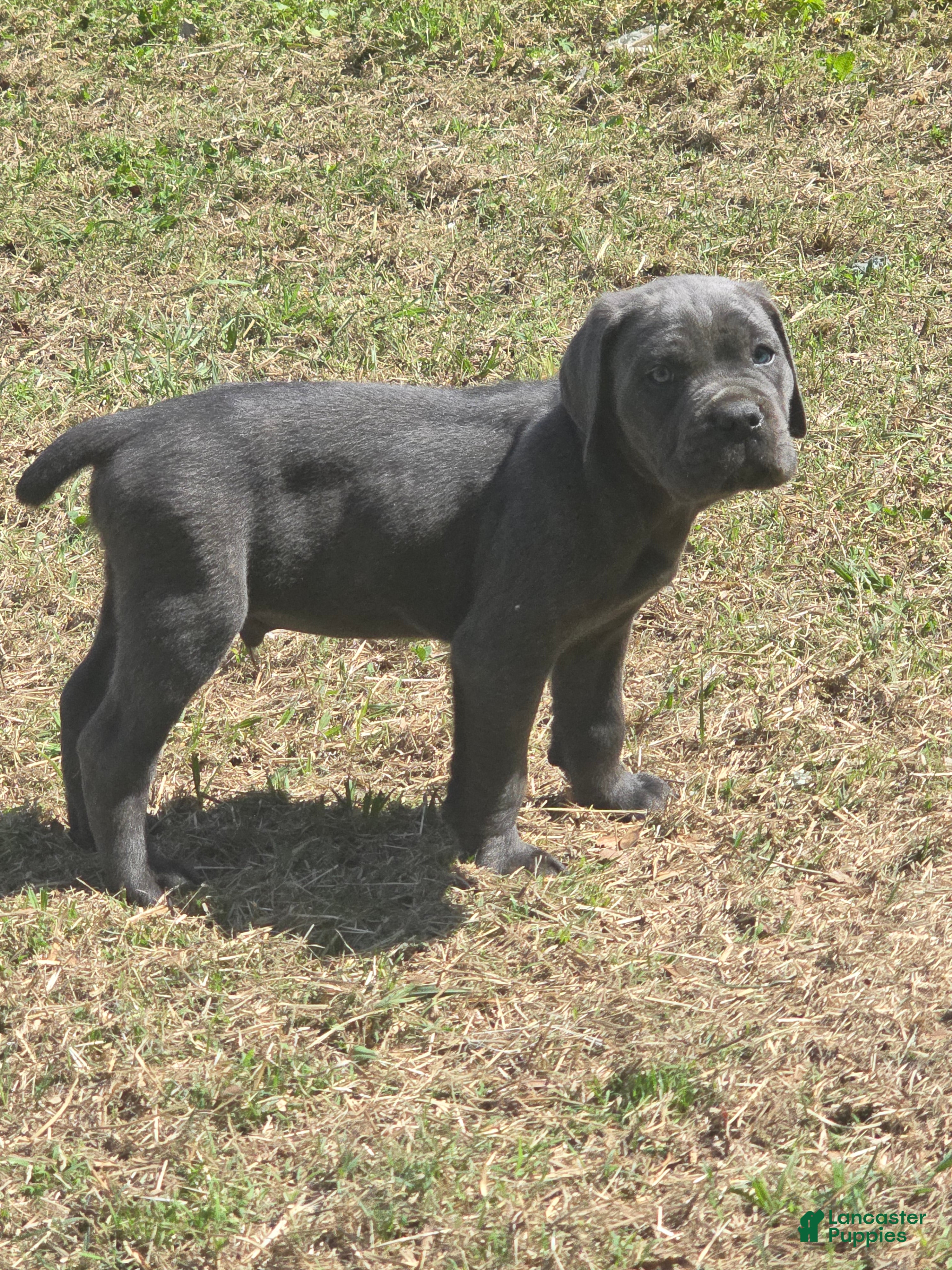 Cane Corso dogs Cane Corso Puppy 4 - Ad 2