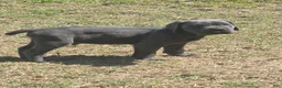Cane Corso dogs for sale: Cane Corso Puppy 4 - Ad 2
