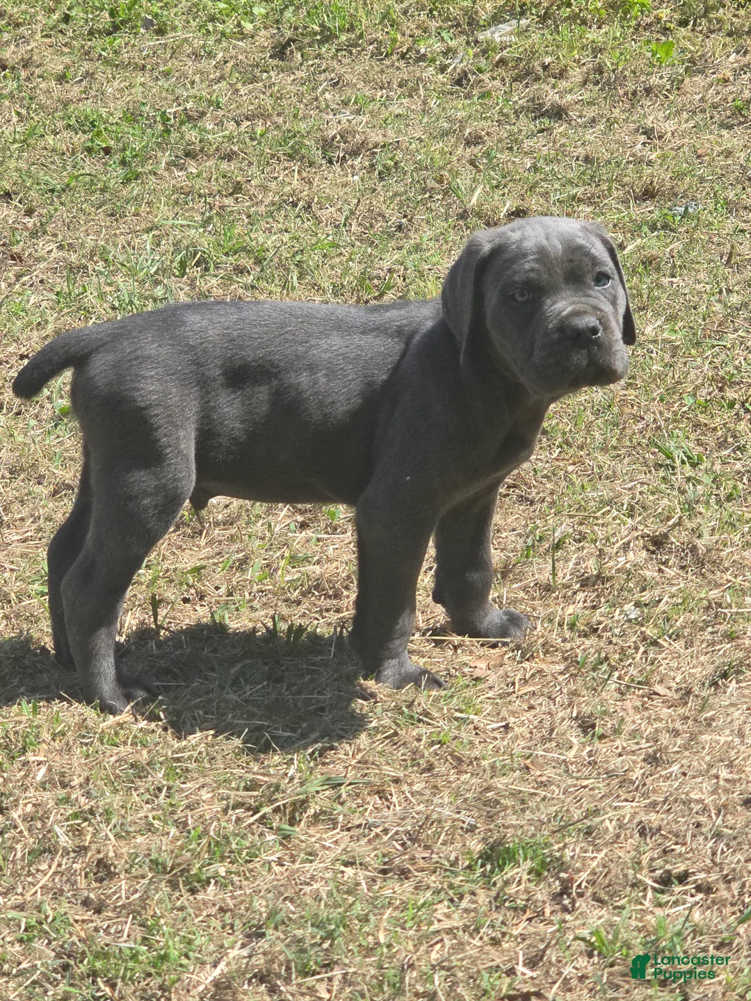 Cane Corso dogs for sale: Cane Corso Puppy 4 - Ad 2