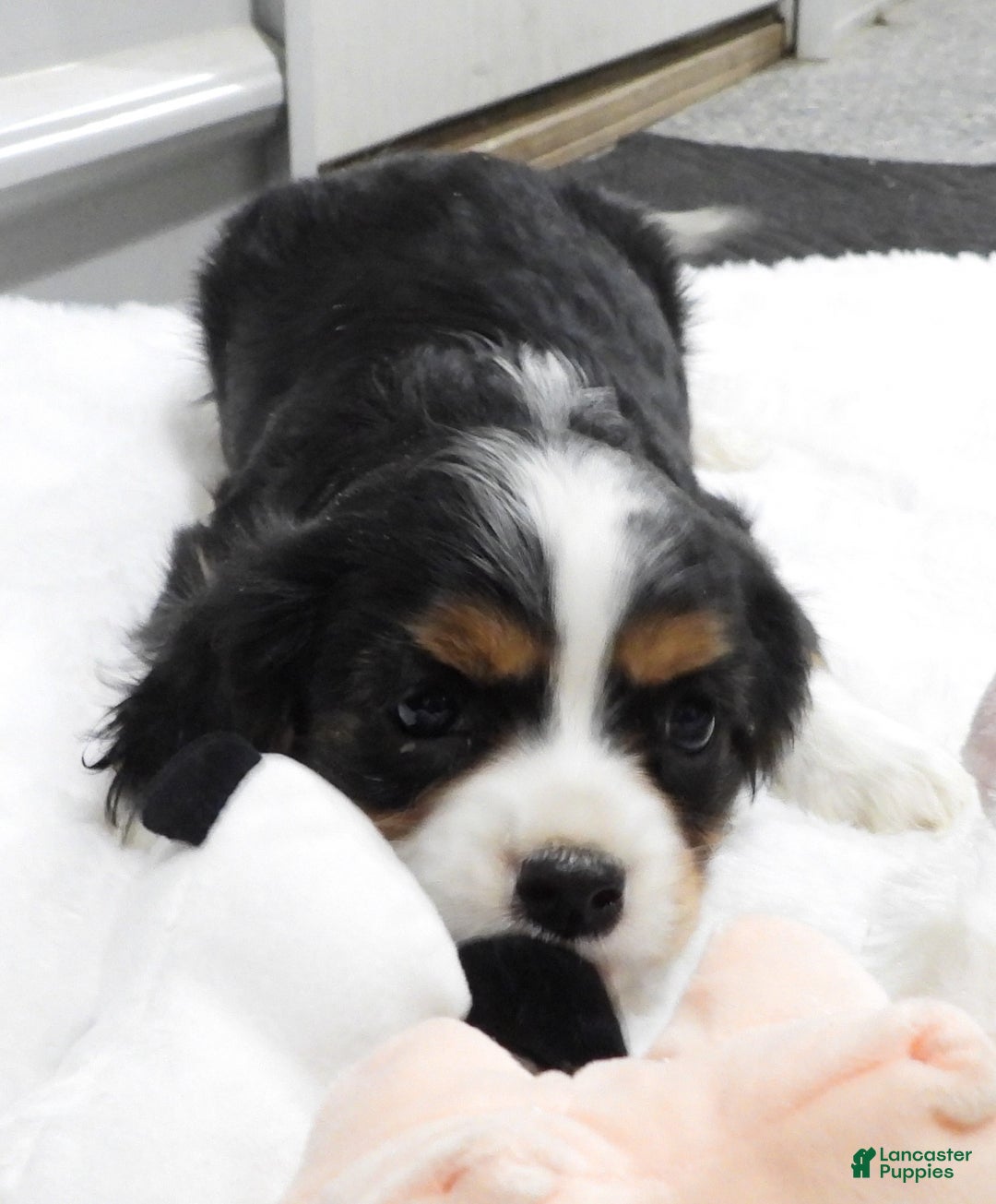 Cavalier King Charles Spaniel dogs for sale: Cavalier King Charles Spaniel Puppy 3 - Ad 5