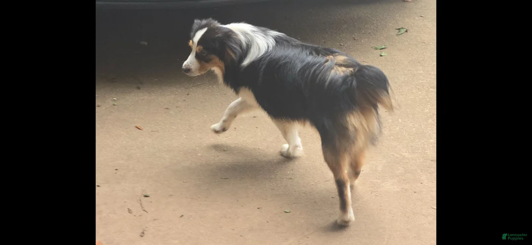 Toy Australian Shepherd dogs for sale: Toy Australian Shepherd 1 - Ad 1