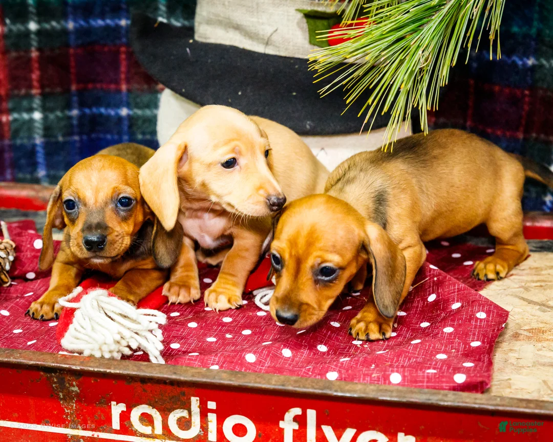 Miniature Dachshund dogs for sale: Tammy - Ad 16