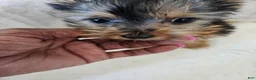 Yorkshire Terrier dogs for sale: Cabana - Ad 3