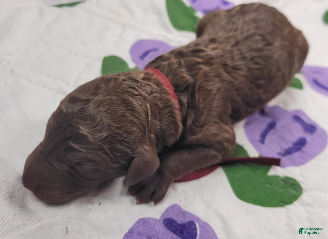 Labradoodle dogs for sale: Guava - Ad 5