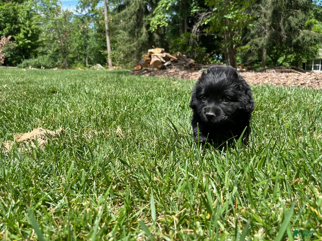 Mixed Breed dogs for sale: Little Bear❤️AKC Cocker Spaniel🐾American Eskimo🐶15pds At Maturity - Ad 2