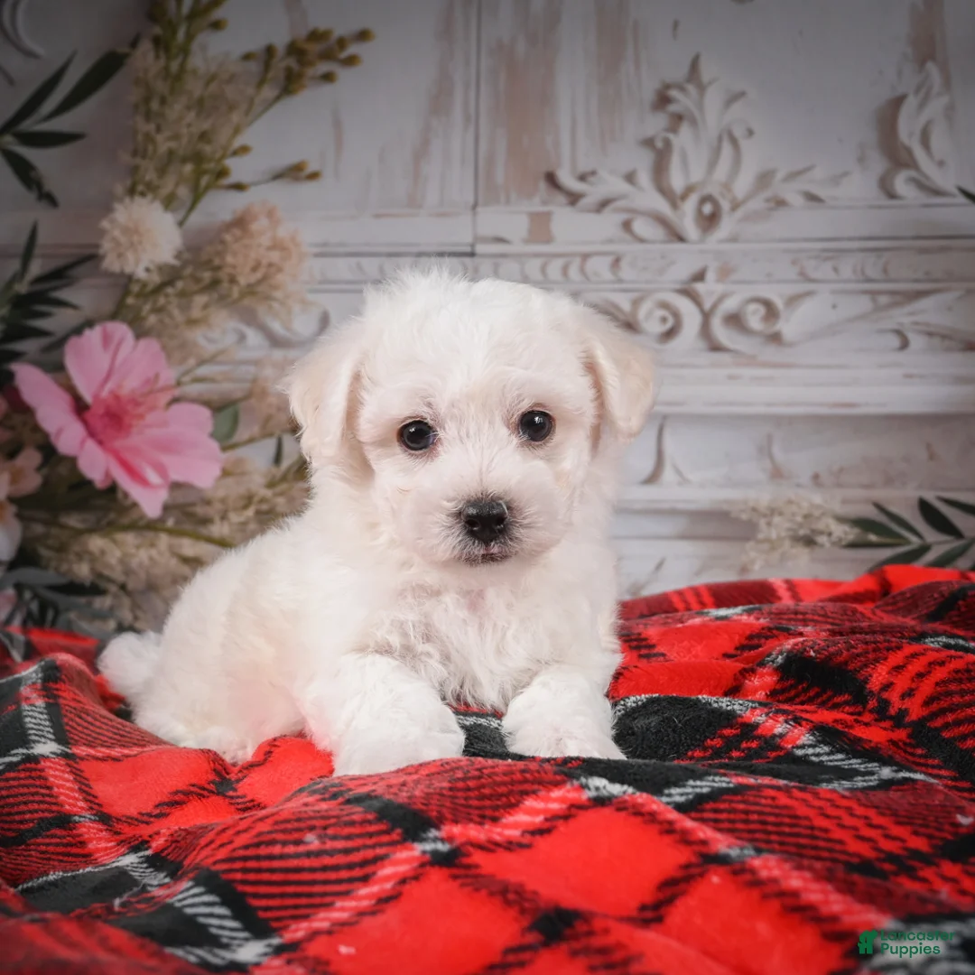 Bichon Frise dogs for sale: AKC-Romeo - Ad 9