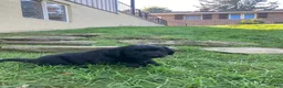 Newfoundland dogs for sale: Sunshine - Ad 11
