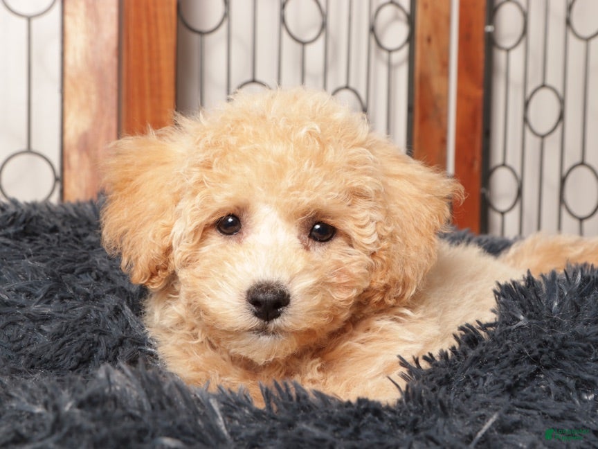 Maltipoo dogs Sadie - precious Maltipoo - Ad 1
