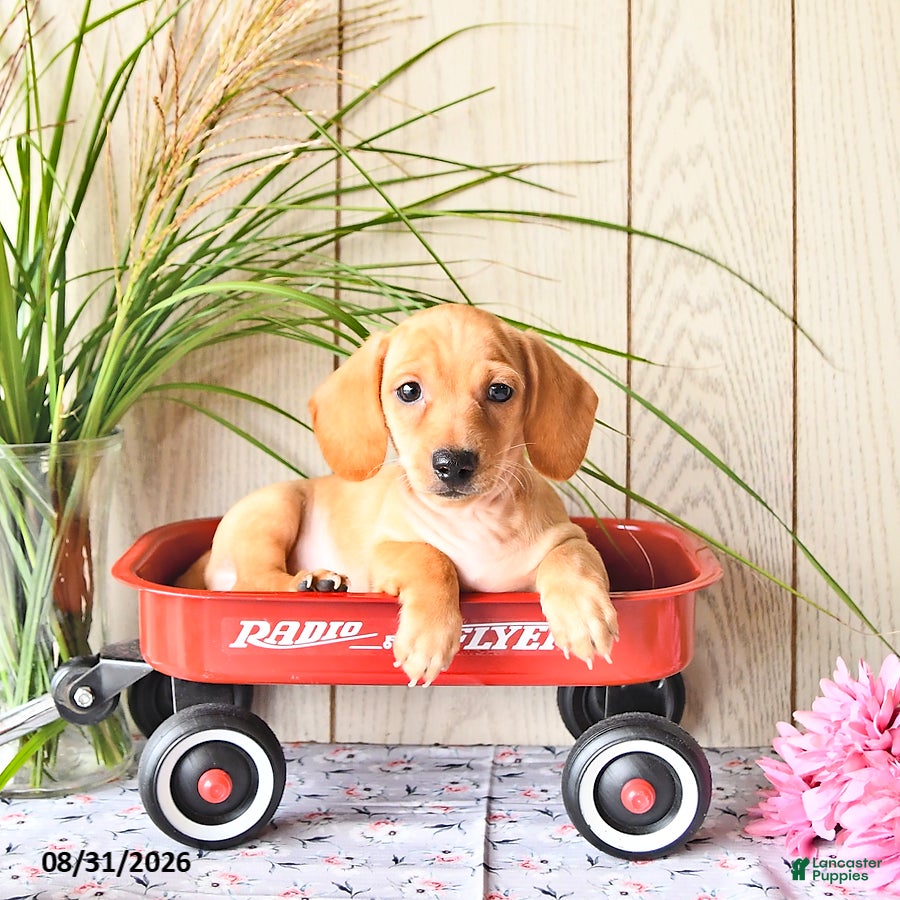 Miniature Dachshund dogs Titus - Ad 1