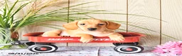 Miniature Dachshund dogs for sale: Titus - Ad 6
