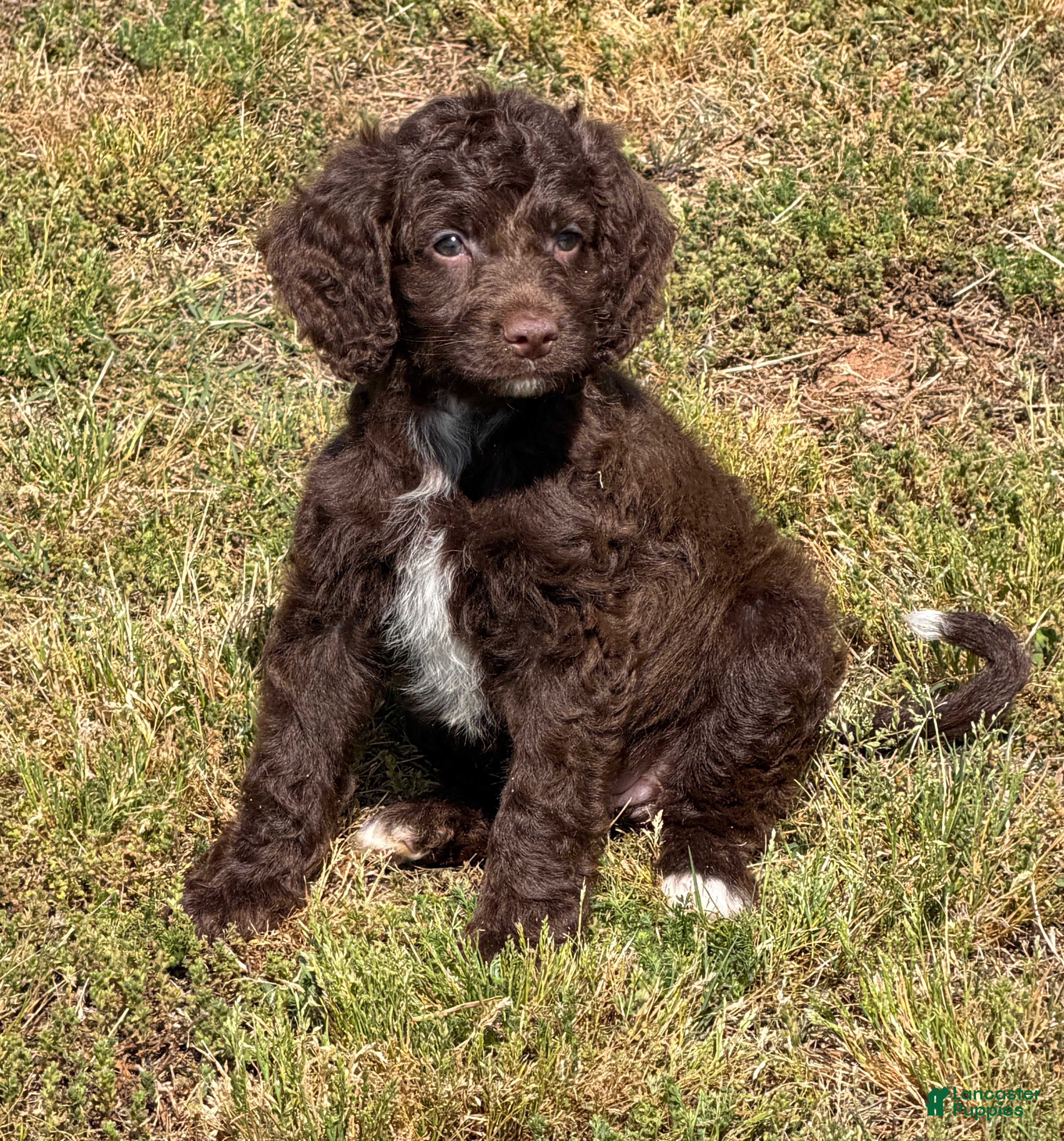Mini Goldendoodle dogs Callie - Ad 19